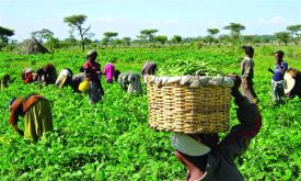TIG’s financial inclusion drive upskills farmers for growth