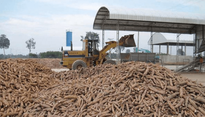 Nigeria’s largest cassava status dented with 2% global processing share